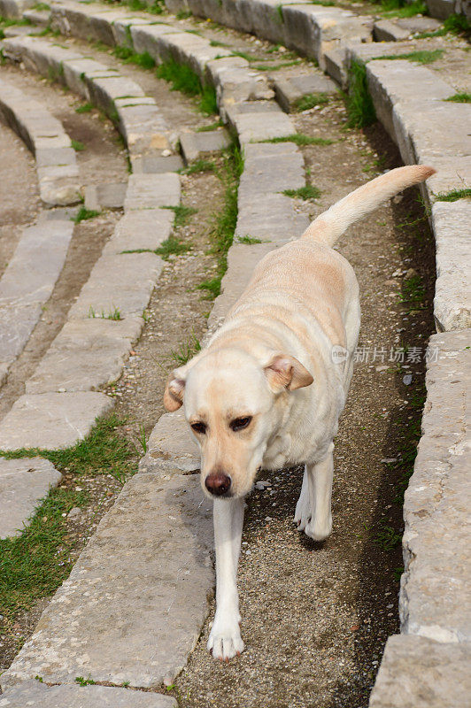 西西里的拉布拉多寻回犬