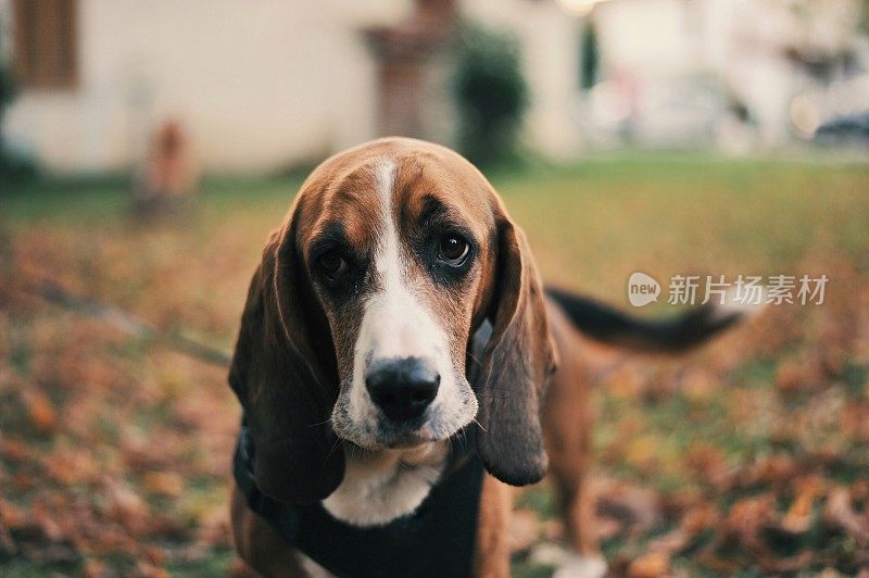 巴吉度猎犬纯种坐犬