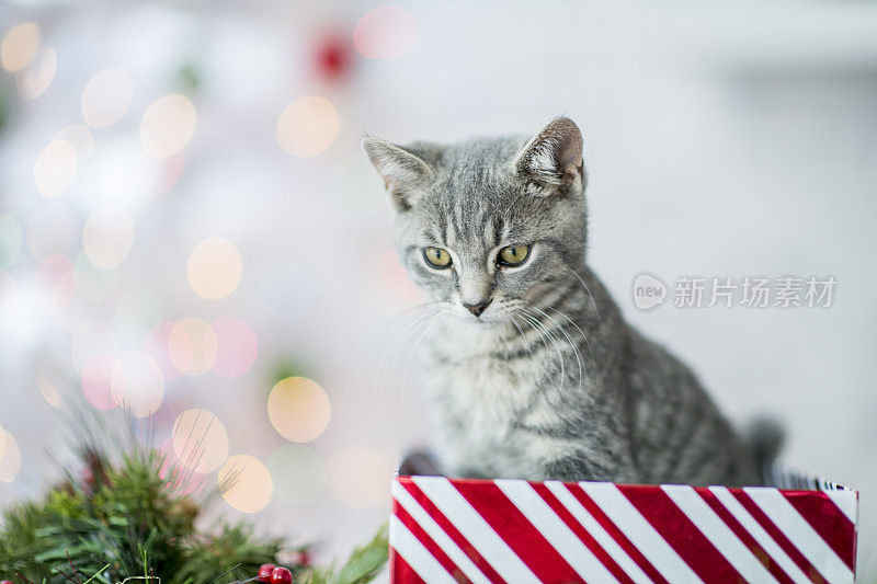 圣诞节虎斑小猫