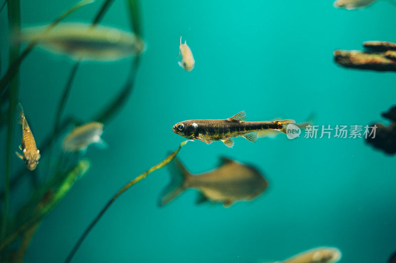 鱼在水族馆