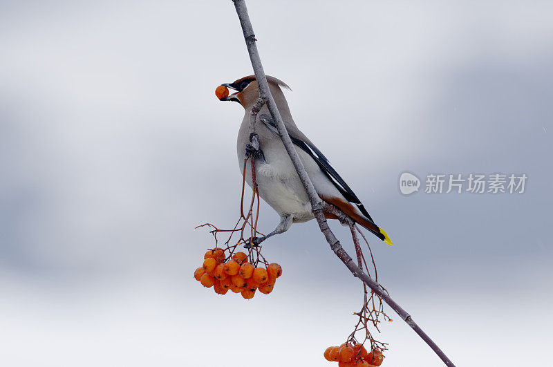 波希米亚蜡像（邦比西拉花环）