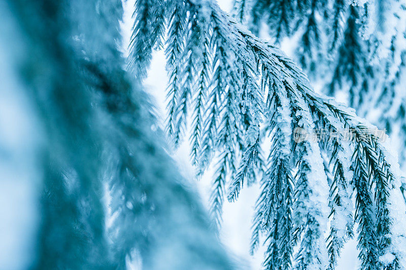 松树枝上缀着雪