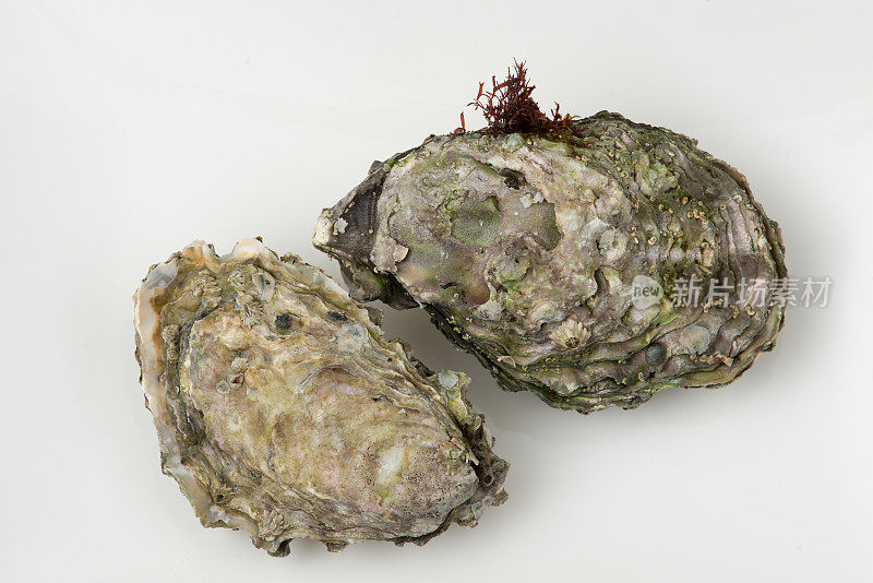 产自加拿大不列颠哥伦比亚省黄昏湾的牡蛎