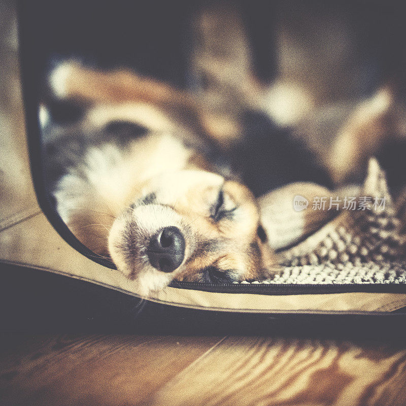 可爱的毛茸茸的边境牧羊犬在他的狗床上舒服地睡觉