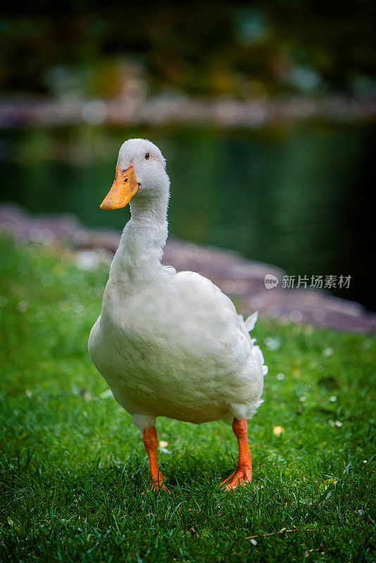 鸭子在湖边涉水