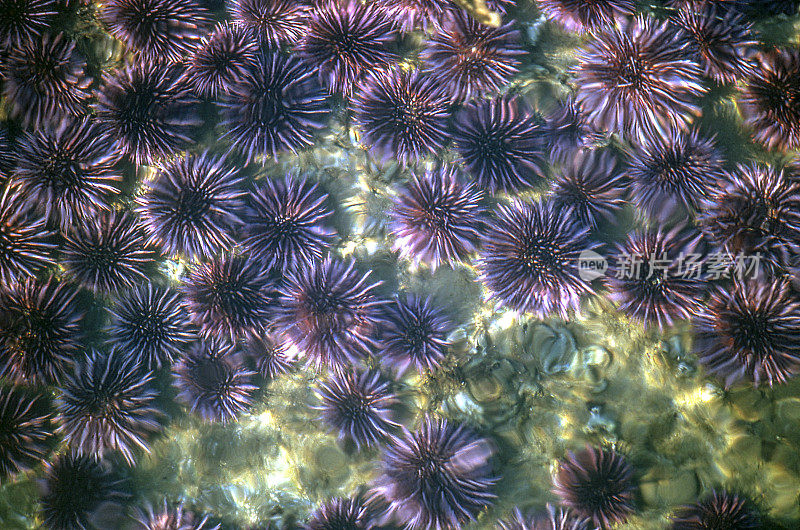 紫海胆的群体，紫圆海胆