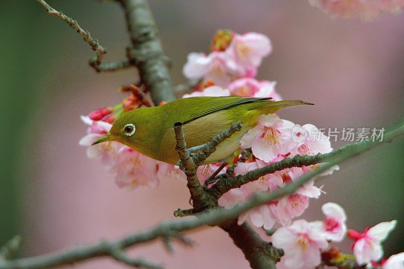 日本白眼睛享受吮吸樱花花蜜