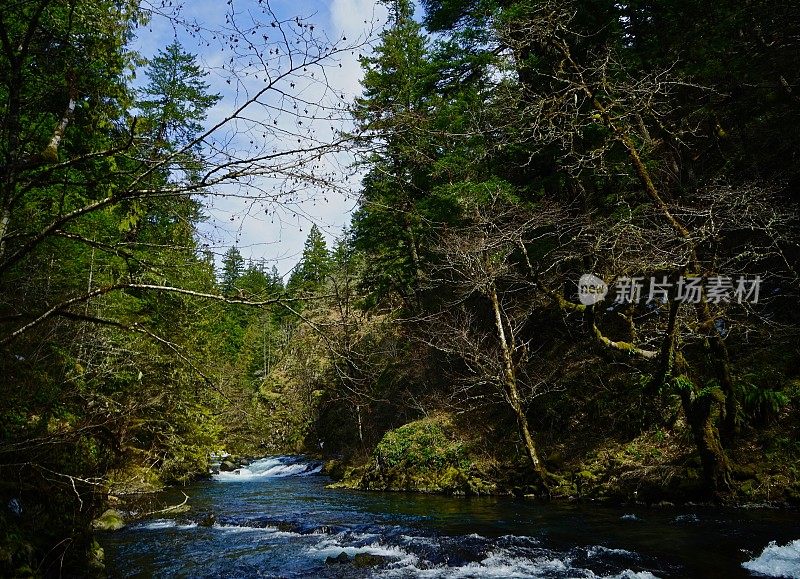 小白鲑鱼河雨林