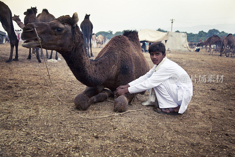 印度普什卡牛展上，年轻男子和骆驼