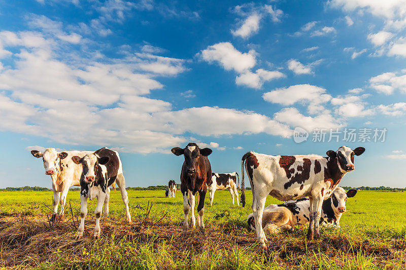 一群年轻的荷兰小牛在新鲜的绿色草地上