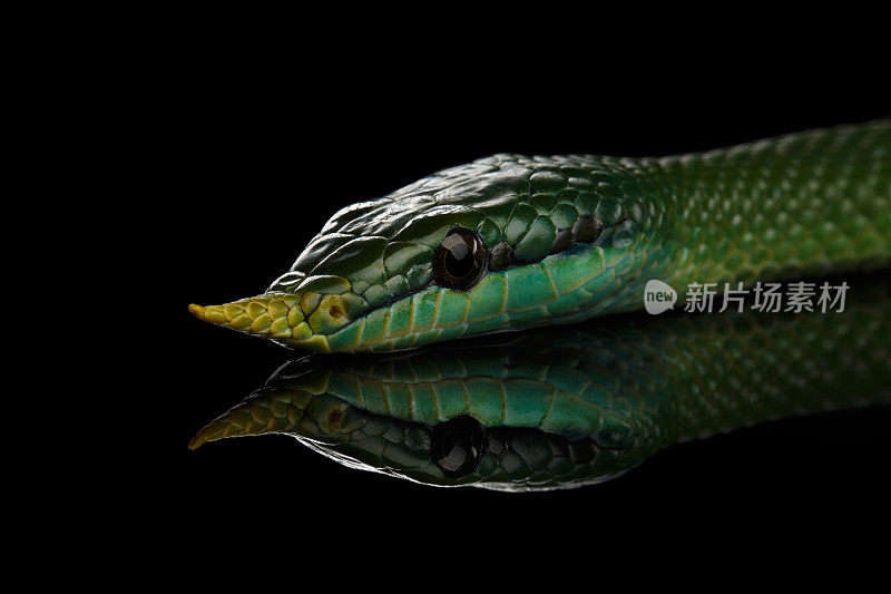 绿色长鼻蛇，犀牛鼠蛇