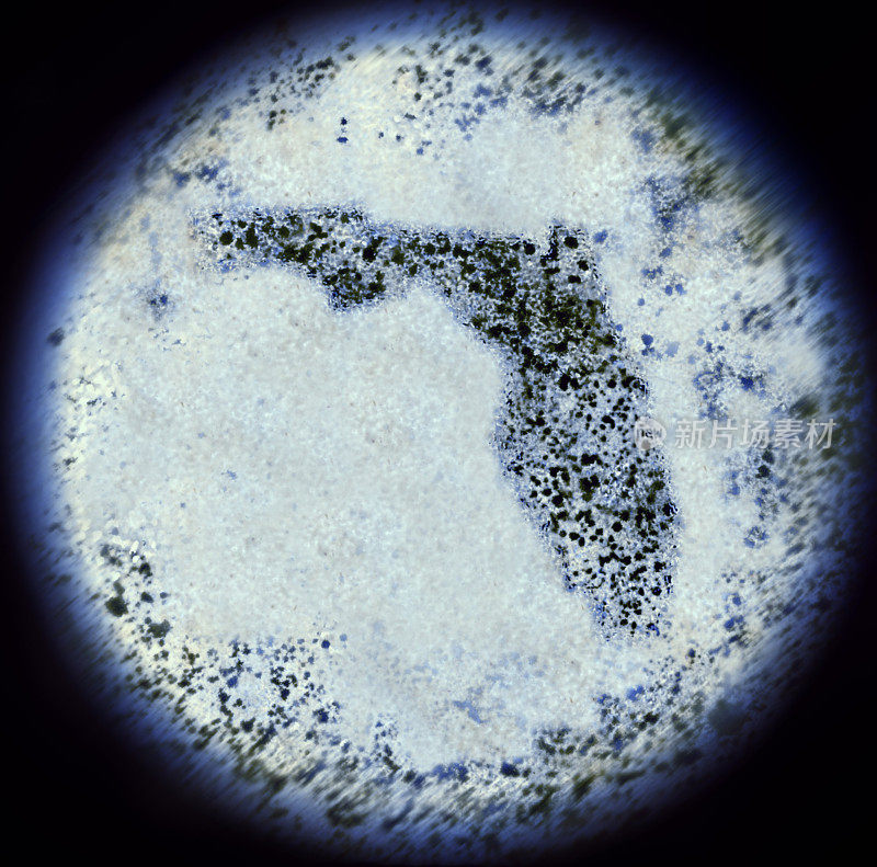 通过显微镜观察佛罗里达形状的细菌(系列)