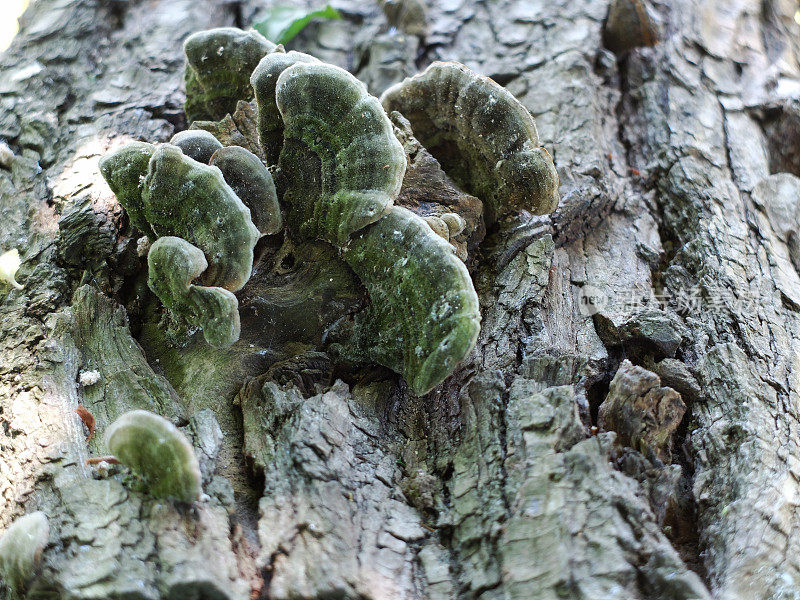 树桩上的托架真菌。