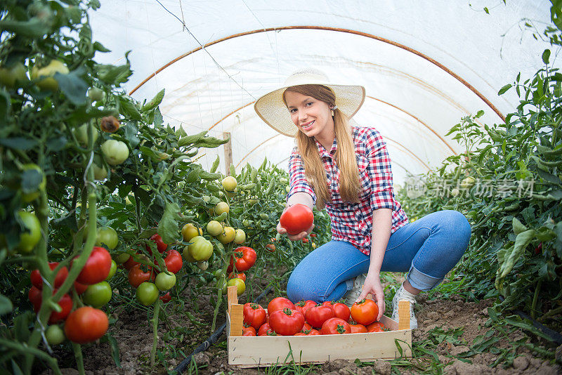 年轻女子在菜园里种西红柿