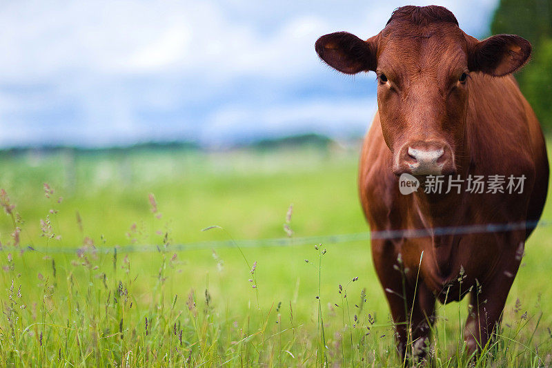 白天，一头棕色的奶牛在农场的牧场上休息