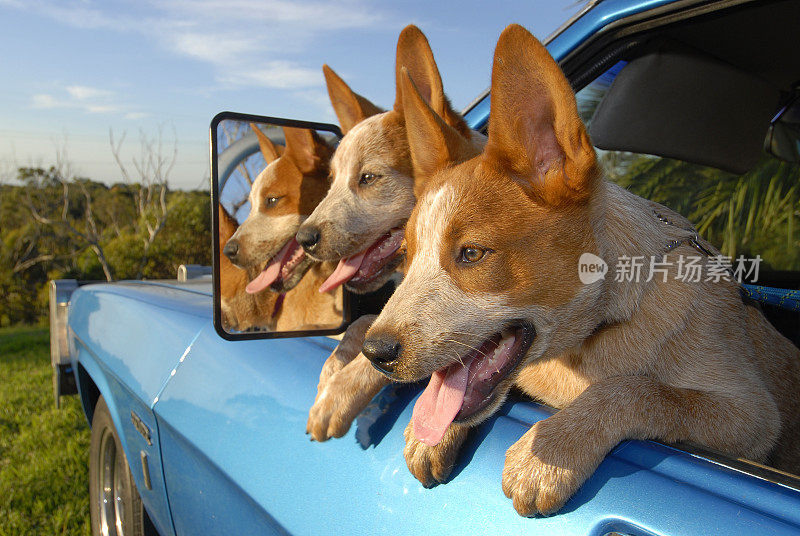 车窗里的两只红色希勒犬，澳大利亚牧牛犬