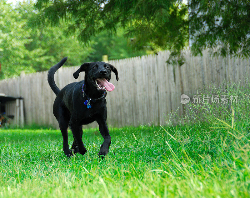 狗狗想要玩得开心