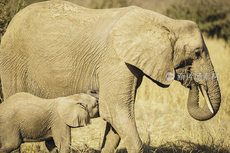 坦桑尼亚的野生大象。