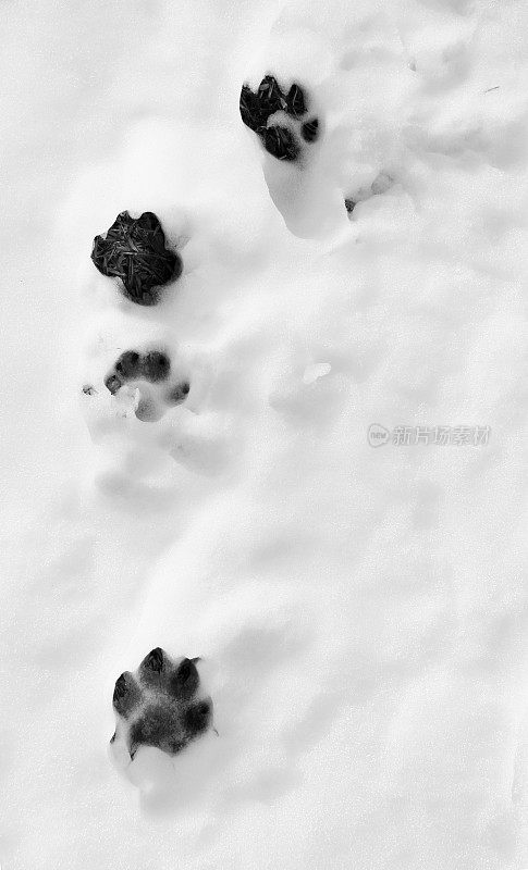 雪里有狗爪印