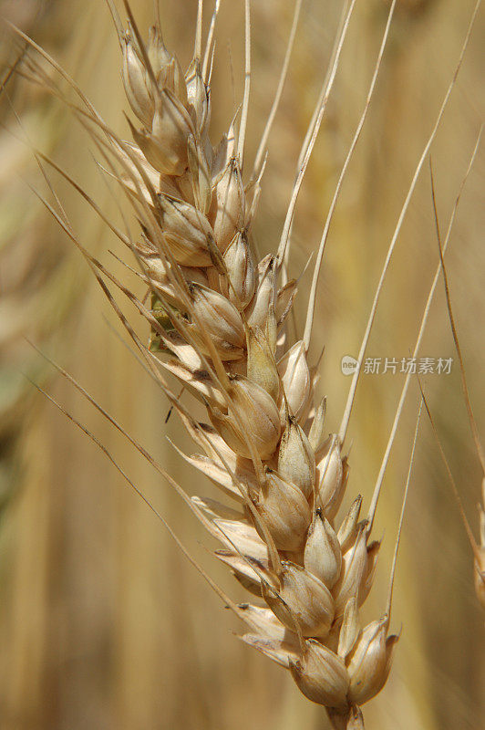 成熟小麦4
