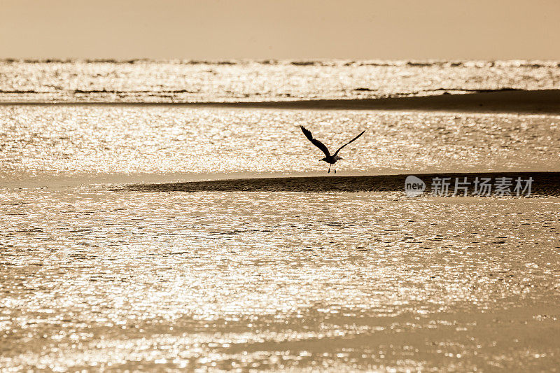 海岸飞行