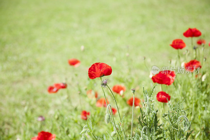 一片鲜红的‘纪念罂粟’花。阵亡将士纪念日。