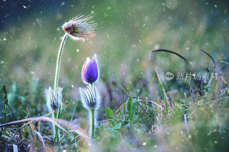 白头翁花上的晚春雪