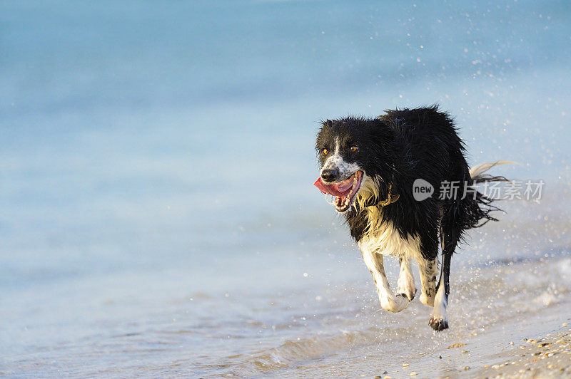 在海滩上奔跑的狗