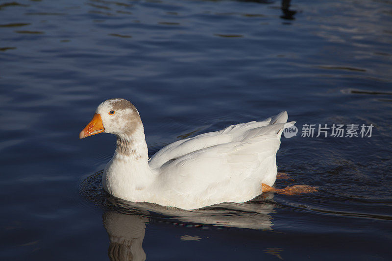 在水里游泳的家鹅