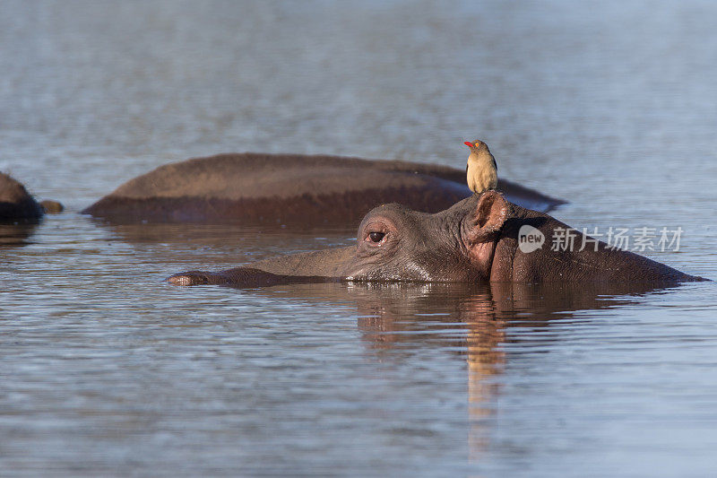 河马与oxpecker