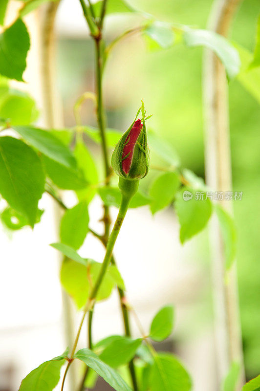 粉红色的玫瑰花蕾