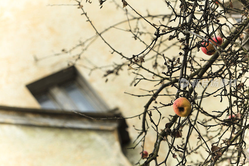 老科尼尼斯堡:墙前树上的苹果