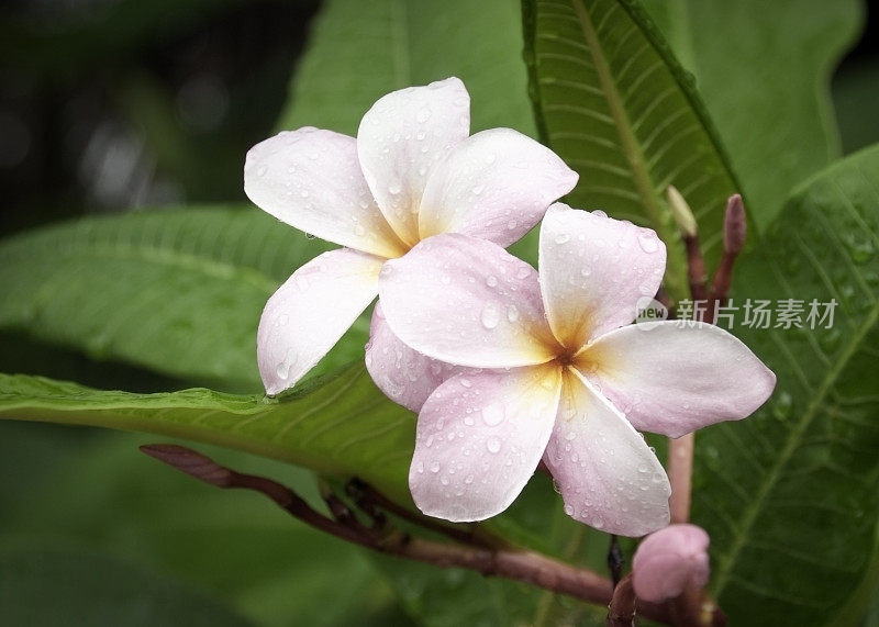 鸡蛋花