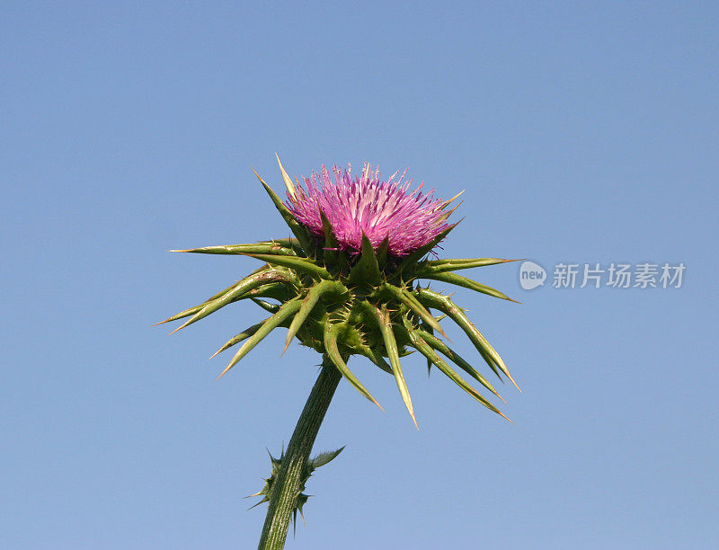 草本植物水飞蓟