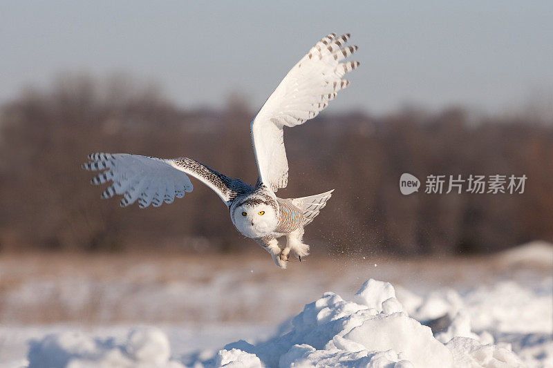 雪鸮