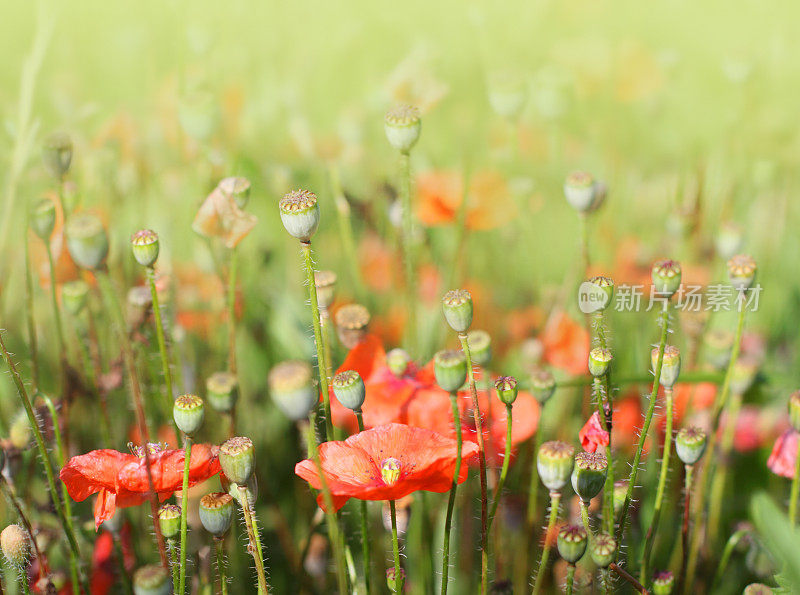 罂粟花田