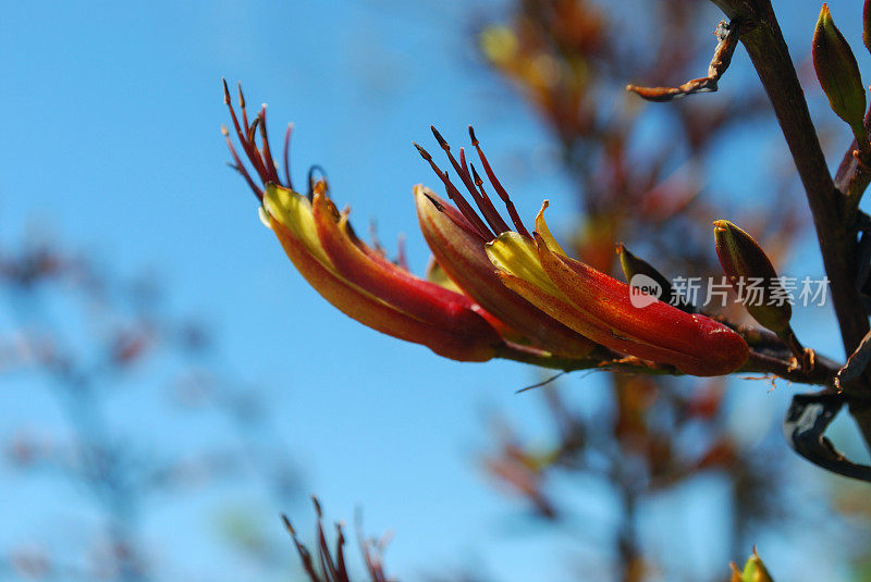 Harakeke(新西兰亚麻)在开花