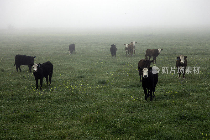 雾中的牛