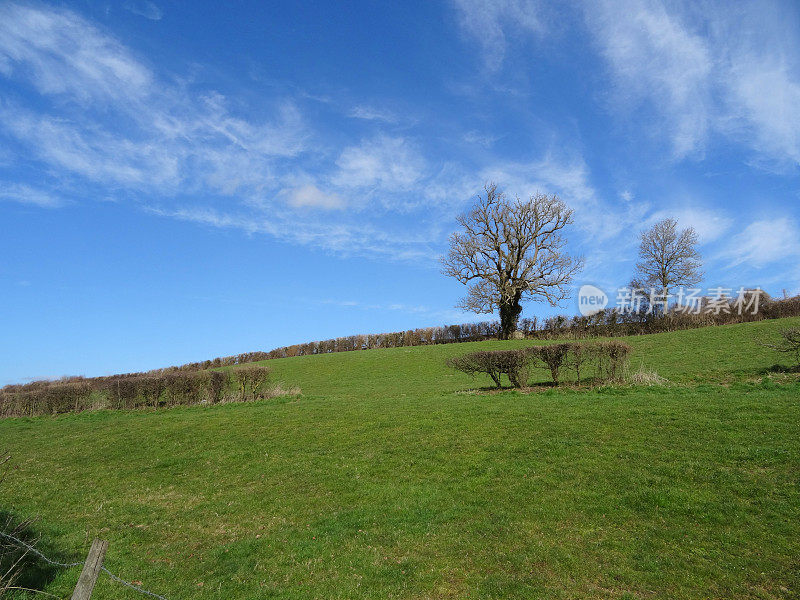 大的冬季白蜡树(白蜡树)，落叶，山坡