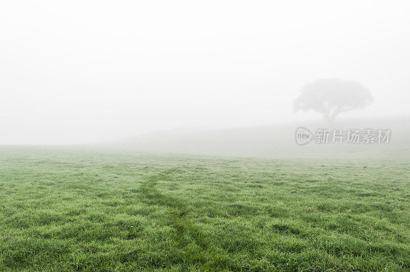 英国风景:雾蒙蒙的秋天早晨，田野和树木的剪影