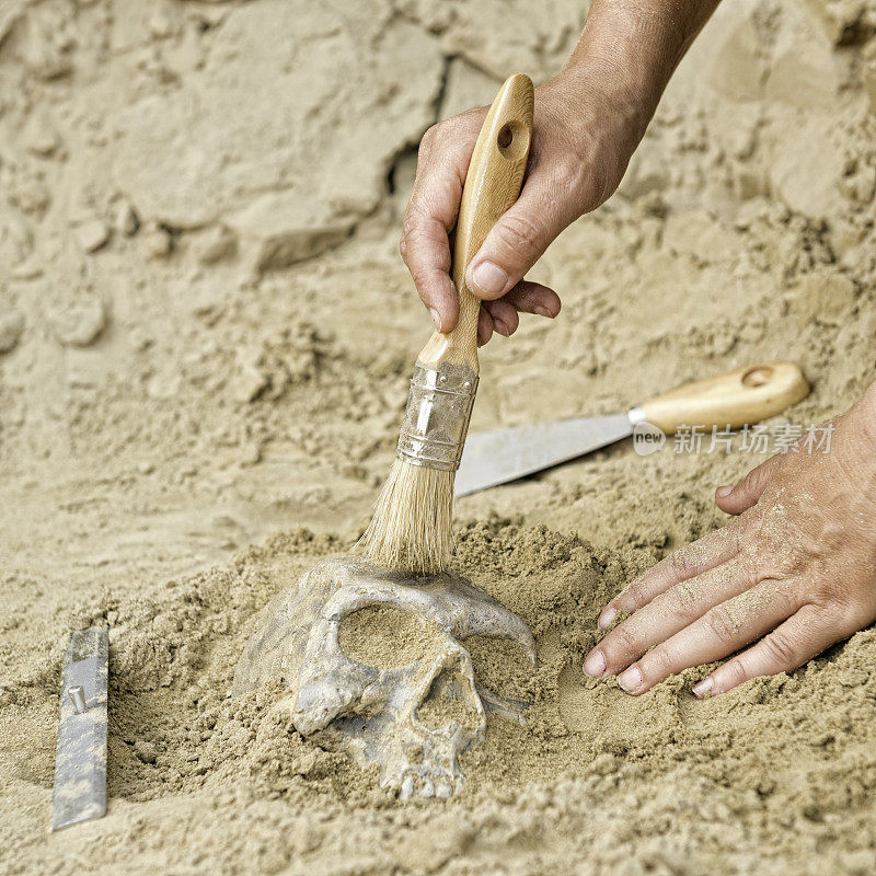 在考古遗址发掘人类头骨