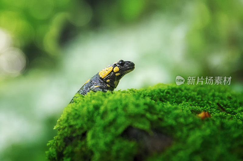 植物上的毛虫特写镜头