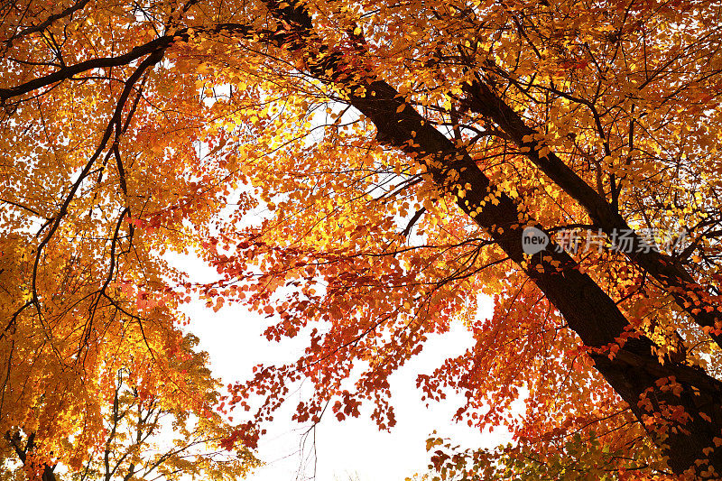 树上的秋叶，超级鲜艳，有红的，有黄的，有橙的