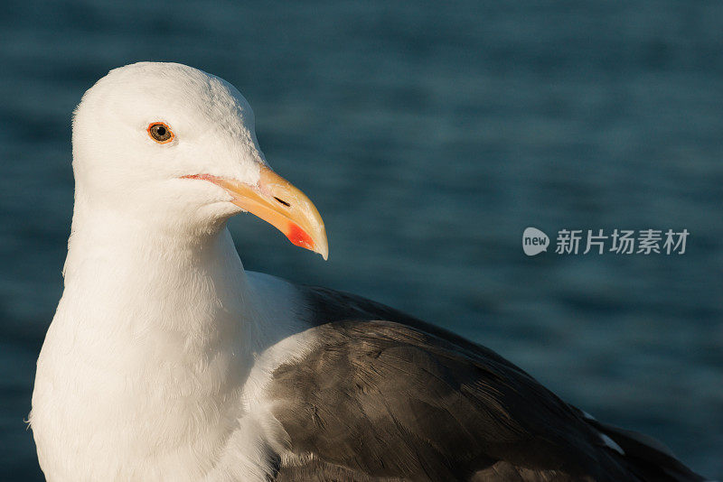 海鸥