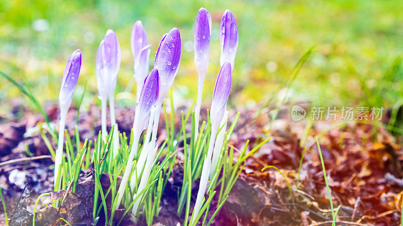 美丽的鲜嫩的一束紫色的番红花在春天的季节，在阳光下的地面与潮湿的植物由于晨露开放