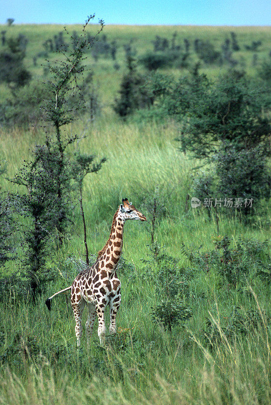 野生小长颈鹿罗斯柴尔德长颈鹿默奇森瀑布国家公园乌干达