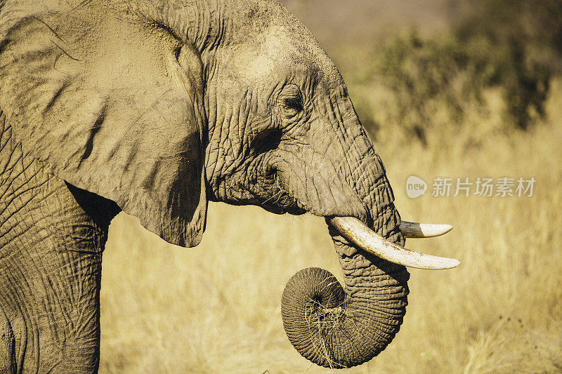 坦桑尼亚的野生大象。