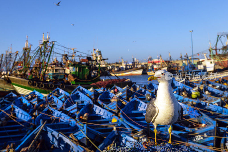 非洲摩洛哥，埃索维拉蓝船后渔网中的海鸥