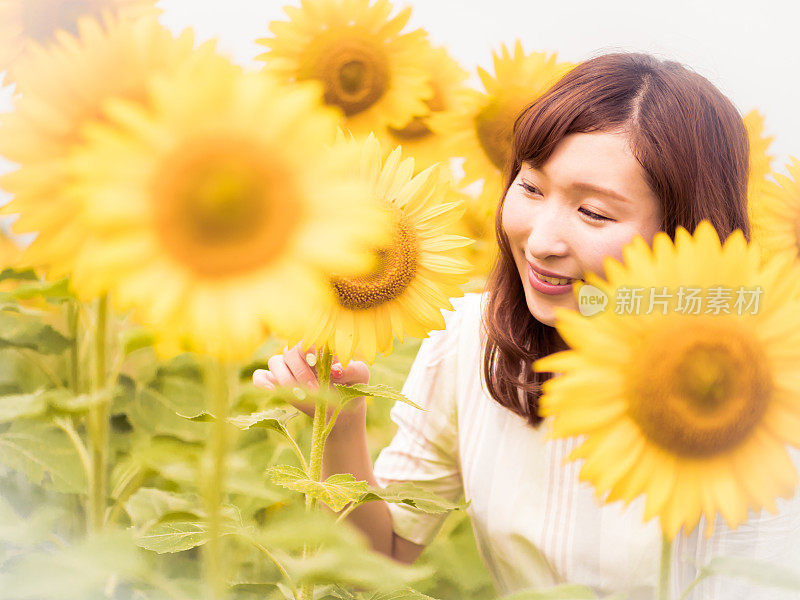 日本女人和向日葵