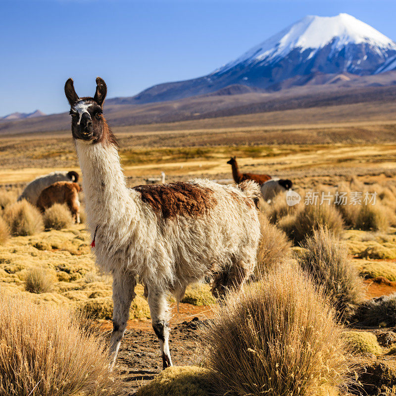 玻利维亚高原上的拉玛和帕里纳科塔火山